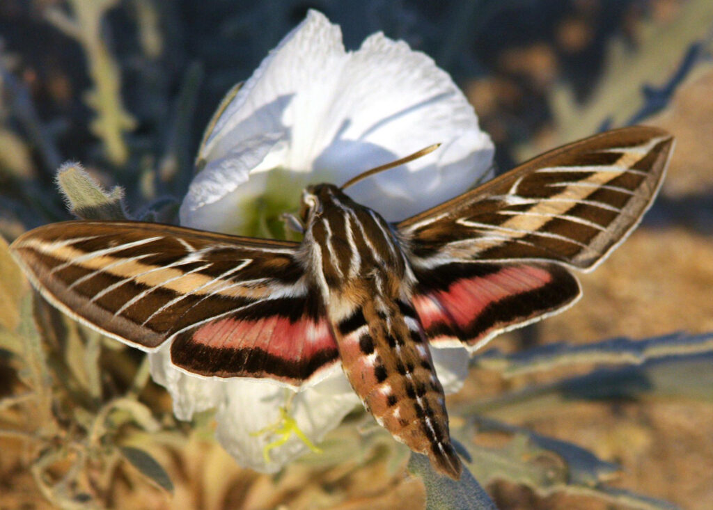 A white-lined sphinx moth pollinates a pale evening primrose flower. Credit: Ron Wolf/University of Washington