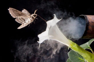 This photo illustration depicts a tobacco hawkmoth navigating to a flower amid air fouled by vehicle exhaust emissions. Credit: Floris Van Breugel/University of Washington