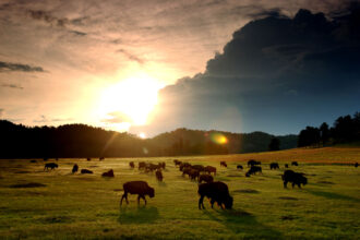 The sun sets behind a herd of bison in Wind Cave National Park, Aug. 14, 2001 in the southern Black Hills of South Dakota. A new study shows that restoring large populations of bison and other animals would speed up biological carbon pumps that take carbon dioxide out of the air and store it in a form that doesn't harm the climate. Credit: David McNew/Getty Images