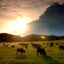 The sun sets behind a herd of bison in Wind Cave National Park, Aug. 14, 2001 in the southern Black Hills of South Dakota. A new study shows that restoring large populations of bison and other animals would speed up biological carbon pumps that take carbon dioxide out of the air and store it in a form that doesn't harm the climate. Credit: David McNew/Getty Images