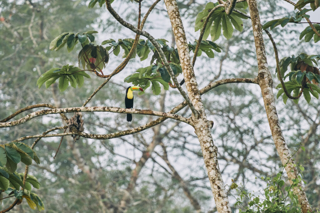 A toucan perches in the Cockscomb Basin Wildlife Sanctuary, which was created by the Belize government in 1986 to protect their area's dense population of jaguars. Credit: Kevin Quischan