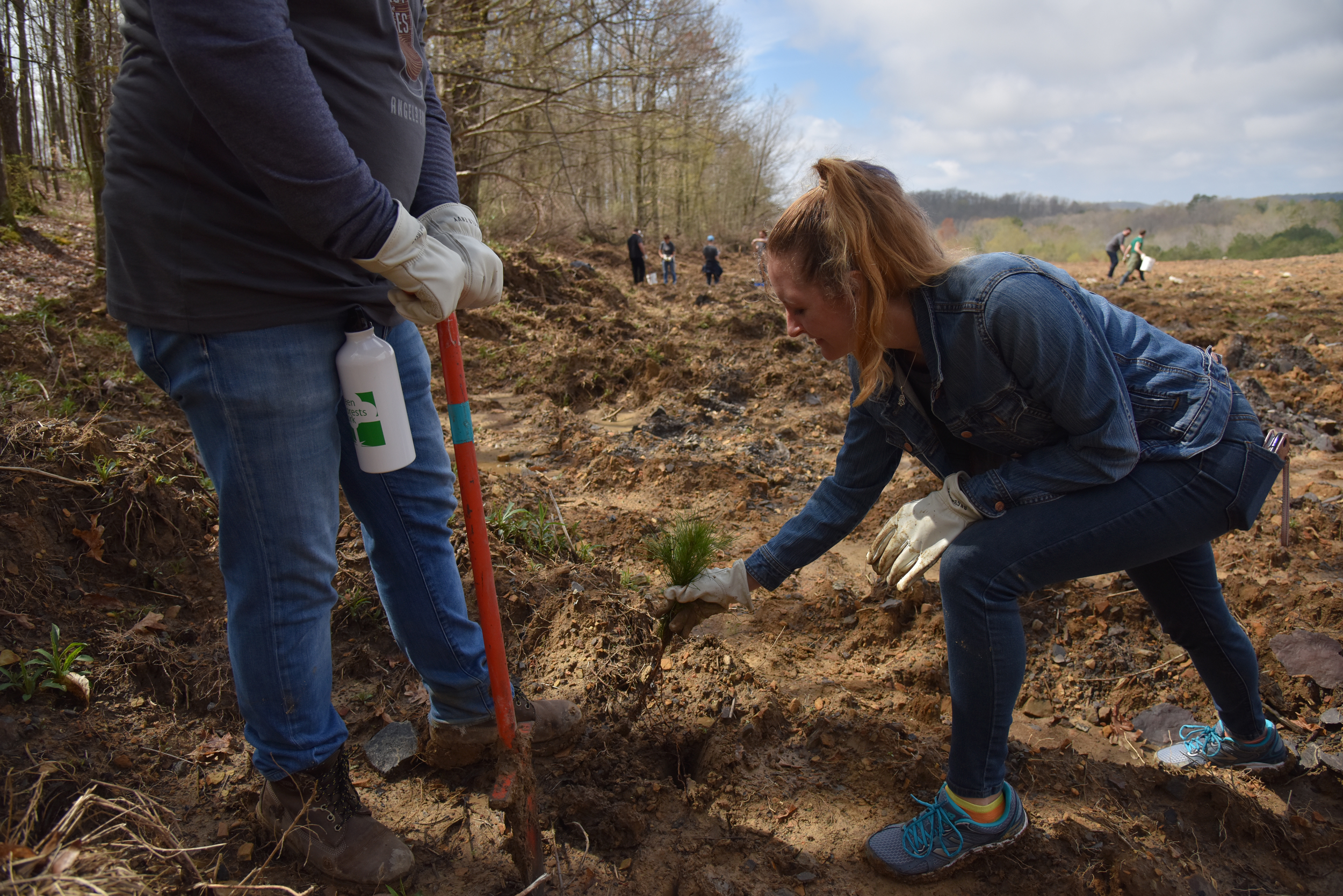 Volunteers plant a mix of native species trees in efforts to reforest abandoned coal mine lands of Appalachia in London, Kentucky. Credit: Jahi Chikwendiu/The Washington Post via Getty Images