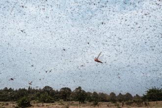 A swarm of desert locusts flying in Meru, Kenya on Feb. 9, 2021. Credit: Yasuyoshi Chiba/AFP via Getty Images