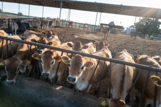 Dairy cows gather at a farm in Visalia, Calif. on July 5, 2022. Credit: Spencer Platt/Getty Images