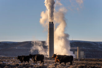 Cows graze near a coal-fired power plant on Nov. 22, 2022 in Kemmerer, Wyoming. Credit: Natalie Behring/Getty Images