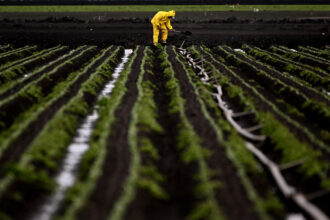 The health of farmworkers is put at risk as growers continue to apply toxic fumigants around Watsonville, Calif. Credit: Wally Skalij/Los Angeles Times via Getty Images