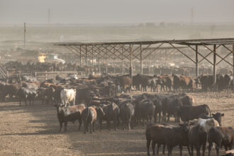 The Harris Cattle Ranch feedlot is the largest producer of beef in California. While the number of cattle drops around the country, the cattle in large dairies and feedlots continue to grow. Credit: George Rose/Getty Images