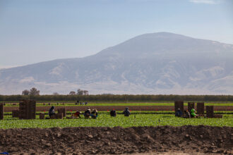 Farmworkers work in a field near Bakersfield, Calif. Credit: Citizen of the Planet/UCG/Universal Images Group via Getty Images