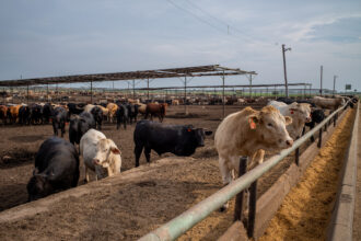 Cows gathered on a feedlot in Quemado, Texas on June 14, 2023. Credit: Brandon Bell/Getty Images