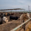 Cows gathered on a feedlot in Quemado, Texas on June 14, 2023. Credit: Brandon Bell/Getty Images