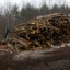 Logging of a patch of the White Mountain National Forest in New Hampshire on Dec. 17. Credit: Andrew Lichtenstein/Corbis via Getty Images