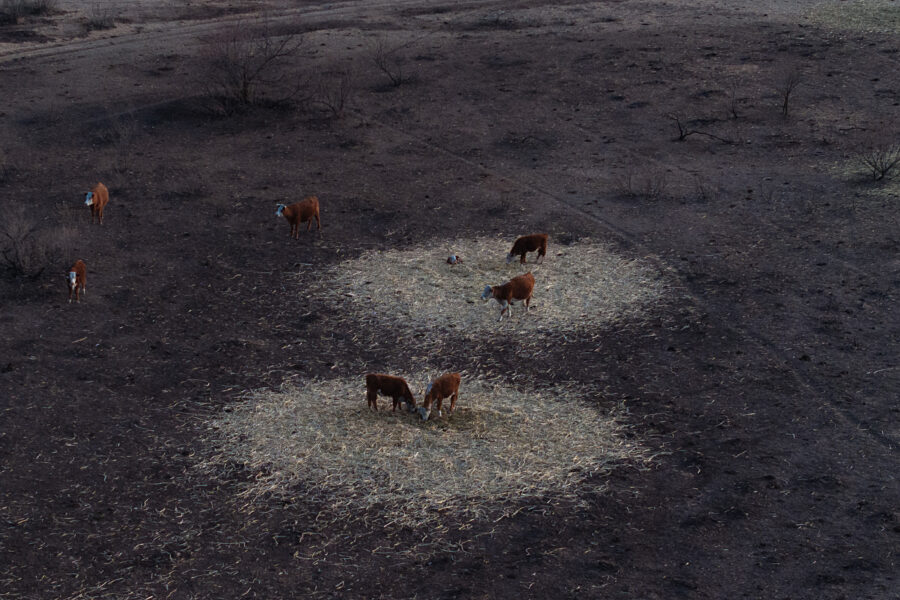 Cattle graze on small islands of hay surrounded by pastureland burned by wildfires tearing through the Texas Panhandle. Credit: Scott Olson/Getty Images