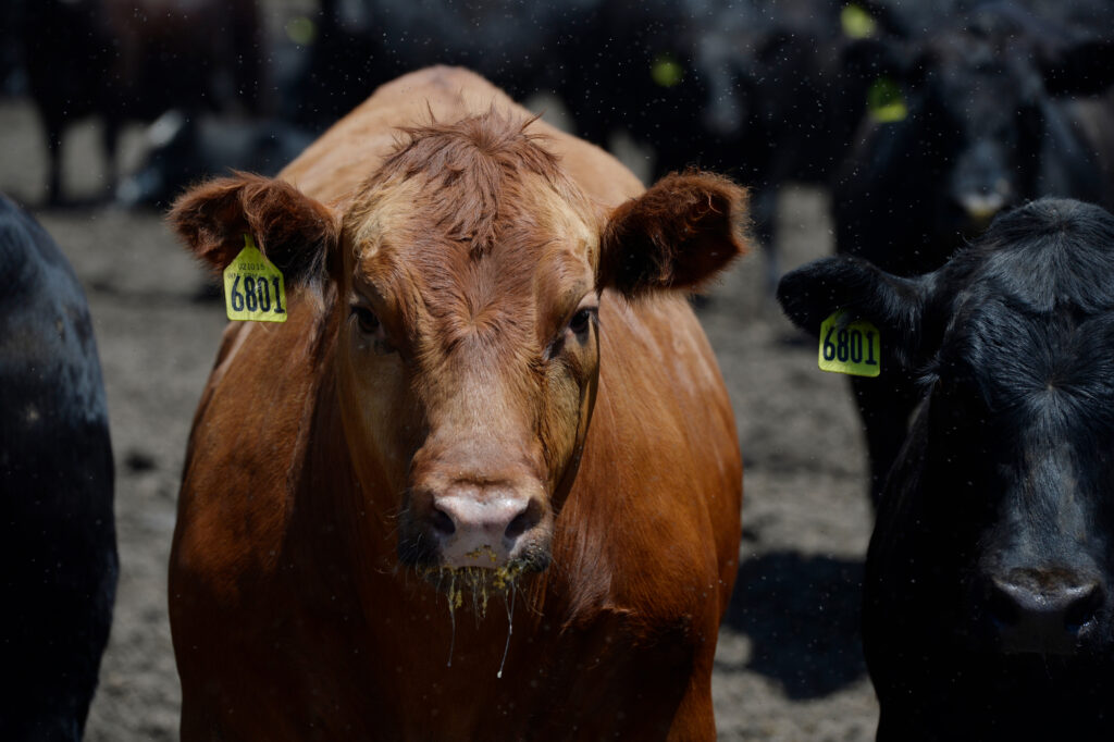 Beef cattle at the JBS Five Rivers Kuner Feedlot in Greeley, Colo. Credit: Andy Cross/The Denver Post via Getty Images