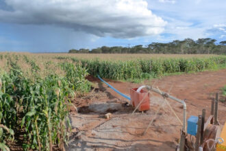 Groundwater-fed irrigation of maize in Kabwe, Zambia. Credit: Mark Hughes