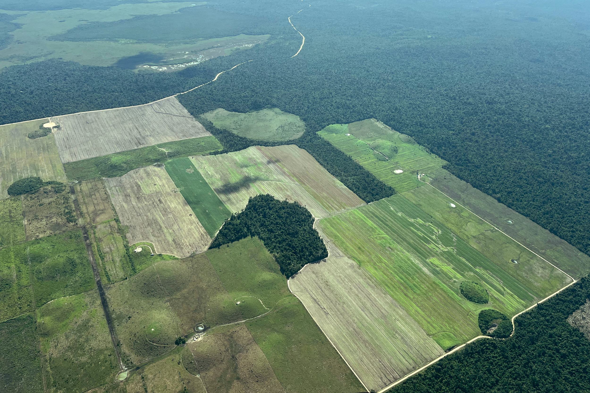 Farmers have cleared jungle right to the edge of the Belize Maya Forest, a private preserve run by a nonprofit trust established in 2021 to halt the further spread of agricultural development. Credit: Nicholas Kusnetz/Inside Climate News