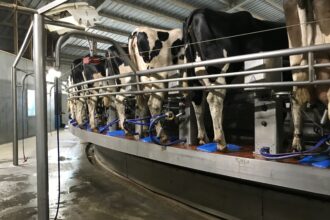 Dairy cows have just been milked in Bar 20's milking barn. Credit: Grace van Deelen