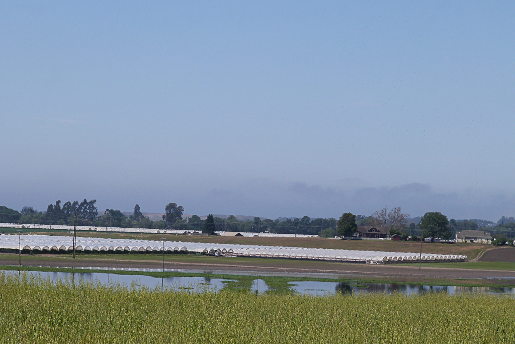 Los campos agrícolas alrededor de Pájaro, California siguen anegados varias semanas después de las tormentas que provocaron inundaciones en la región. Crédito: Liza Gross