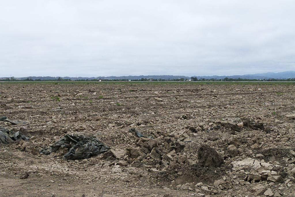 Los campos que normalmente estarían llenos de fresas durante la primavera quedaron yermos después de la inundación que devastó Pájaro, California, en marzo de 2023. Crédito: Liza Gross