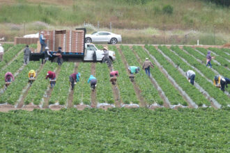 Workers pick strawberries in a field unaffected by flooding near Aromas, southeast of Pajaro, on the north side of the Pajaro River. Credit: Liza Gross