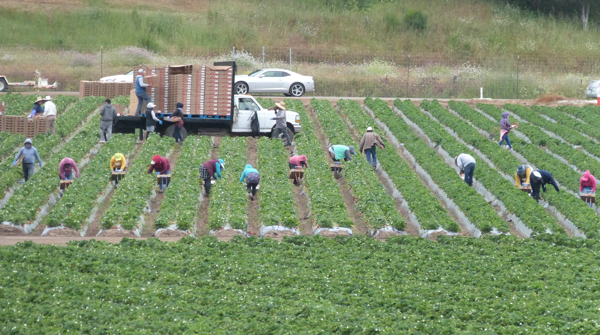 Los trabajadores recogen fresas en un campo cerca de Aromas, al sureste de Pájaro en el lado norte del río Pájaro, que no fue afectado por las inundaciones. Crédito: Liza Gross